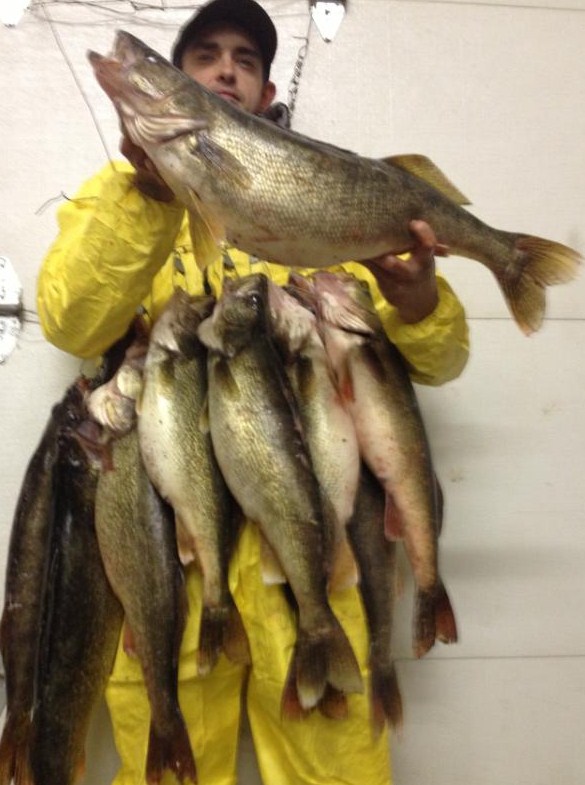 Man holding his limit of walleye